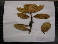 Herbarium sample